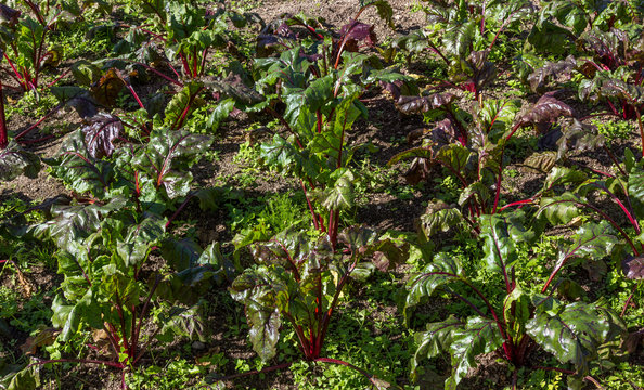 Planta&ccedil;&atilde;o de beterraba