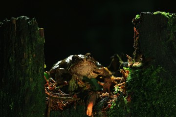 Frog close-up portrait