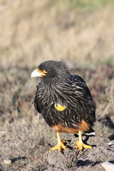 Raubvogel -Karakara