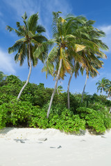 Fototapeta na wymiar Tropical beach with coconut palms, Maldives Island, Indian Ocean