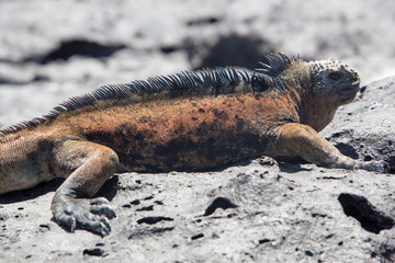 Marine iguana in the Galapagos islands