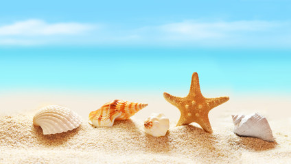 Fototapeta na wymiar Seashells and starfish on seashore in tropical beach