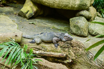 Zoopark in Republic of Singapore