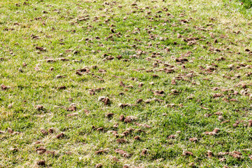 Full frame image of grass in a park that has been aerated