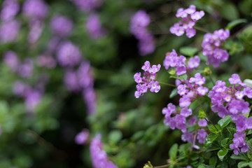 Obraz premium purple lantana