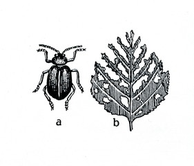 Obraz premium Alder leaf beetle (Agelastica alni)