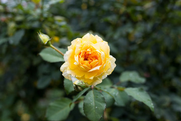 single yellow rose in closeup