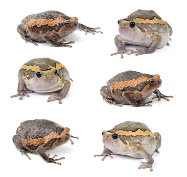 Chubby frog on white background