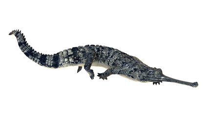 Gharial