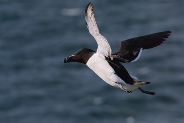 Razorbill in flight over the sea