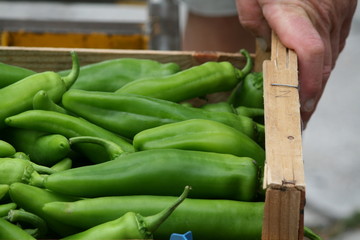 Fresh green pepper at the market
