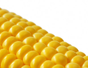 Closeup sweetcorn cob on white background