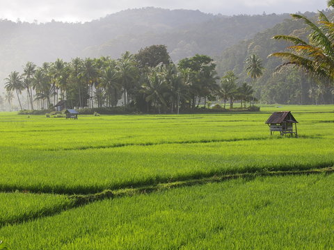 Ricefields in the sunset