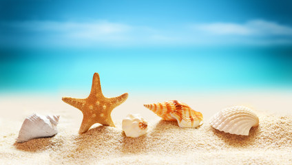 Fototapeta na wymiar Seashells and starfish on seashore in tropical beach 