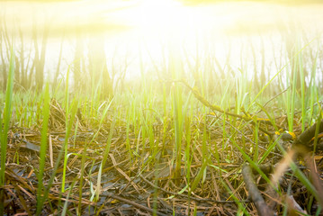 closeup grass