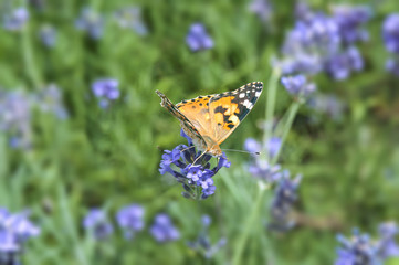 Butterfly on blooming lavender flowers