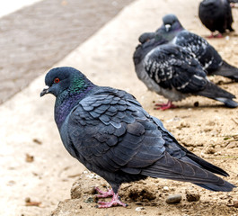 Pigeon closeup