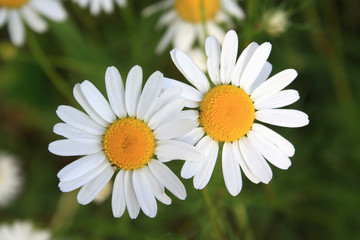 two daisies