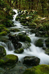 A stream in New Zealand forest