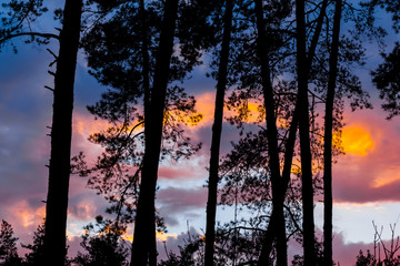 pine tree forest on a evening sky background
