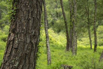 Obraz premium Green forest