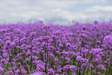 purple verbena field  in soft fogus - obrazy, fototapety, plakaty