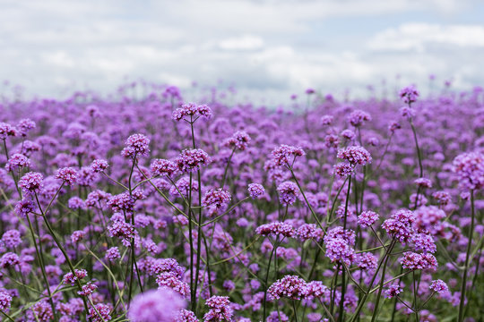 purple verbena field  in soft fogus