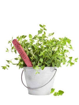 Oregano Plant In Tin Bucket Isolated