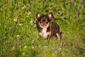 adorable chihuahua puppy walking outdoors