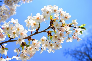 Beautiful pink cherry blossom in Vilnius city