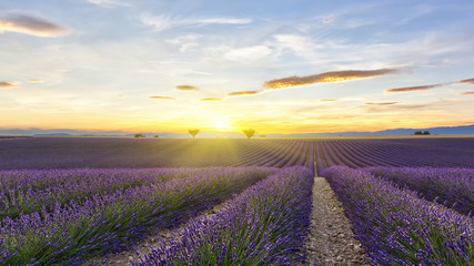 Sunset on lavender field with two trees and yellow sun