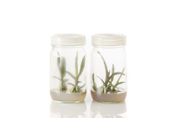 plant tissue culture