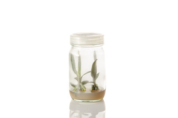 plant tissue culture