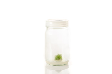 plant tissue culture