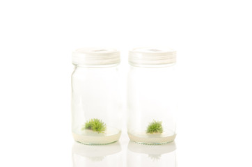 plant tissue culture