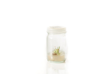 plant tissue culture