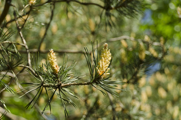 Flowers pine sunlit