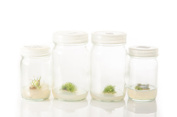 plant tissue culture