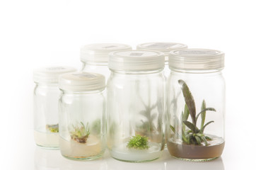 plant tissue culture