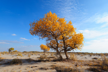 Turanga (Populus pruinosa), east Kazakstan
