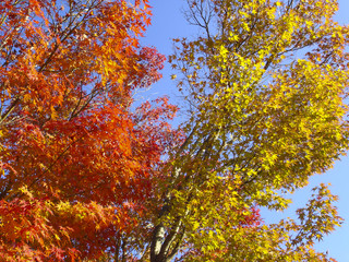 紅葉