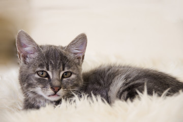 Kleines süßes Kätzchen