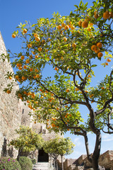 Orange Tree in Moorish castle in Malaga Spain