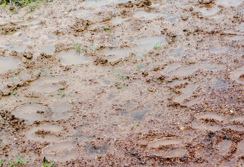 Cow shit and spoor on blur background
