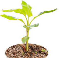 banana suckers isolate