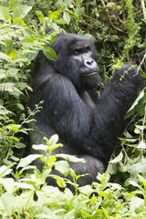Silverback Mountain Gorilla resting in the Virunga National Park, Rwanda