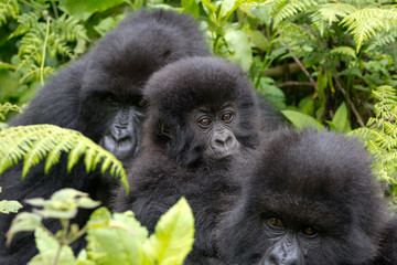Fototapeta premium Three Gorillas resting in the Virunga National Park, Rwanda