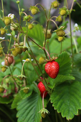 Strawberry bush with red berries and green leaves