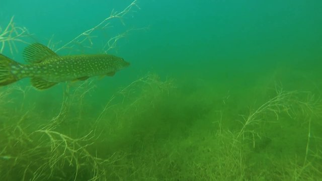 hecht beim tauchen seitlich im seegras
