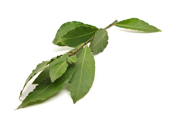 Fresh Bay Leaves branch isolated on white background